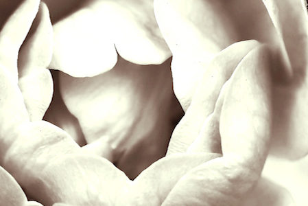 Млада съм, за да умирам. Бърн аут. Роза. Цвете. Красота. Живот.