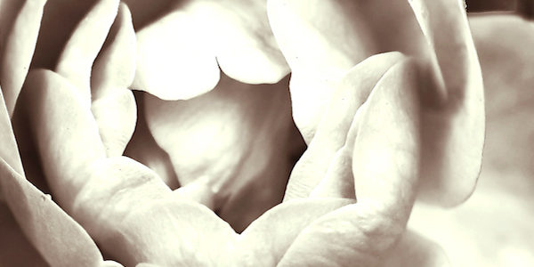 Млада съм, за да умирам. Бърн аут. Роза. Цвете. Красота. Живот.