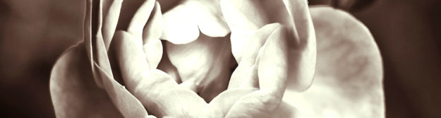 Млада съм, за да умирам. Бърн аут. Роза. Цвете. Красота. Живот.