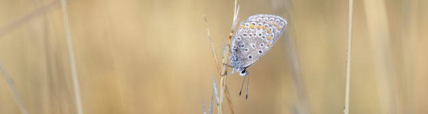 Житейският ефект на пеперудата