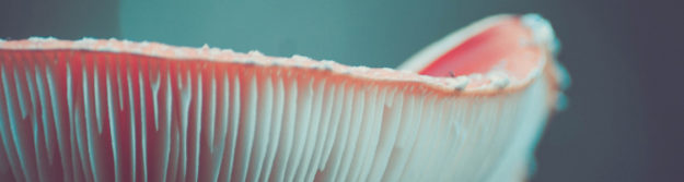 Отрова или лек